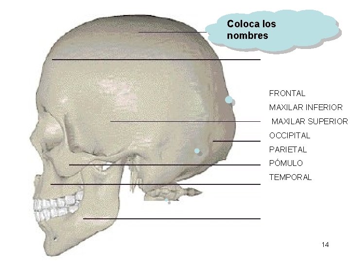 Coloca los nombres FRONTAL MAXILAR INFERIOR MAXILAR SUPERIOR OCCIPITAL PARIETAL PÓMULO TEMPORAL 14 