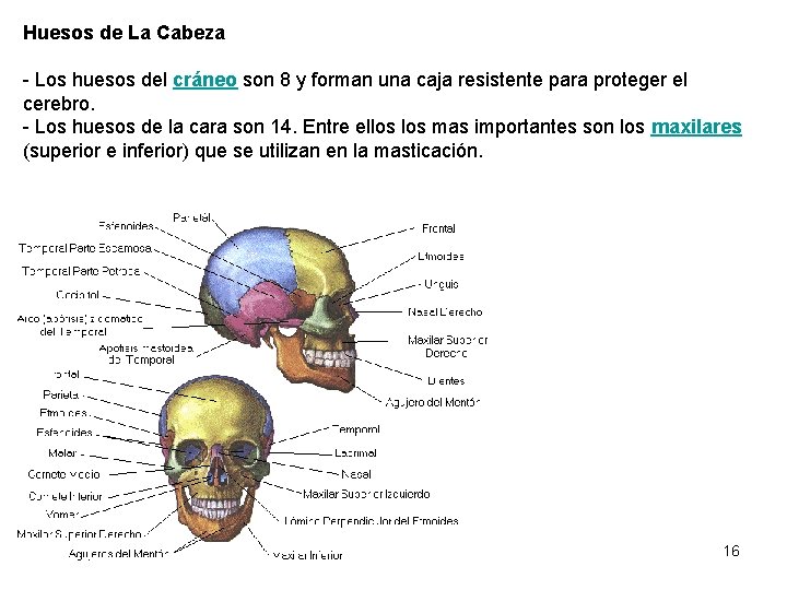 Huesos de La Cabeza - Los huesos del cráneo son 8 y forman una