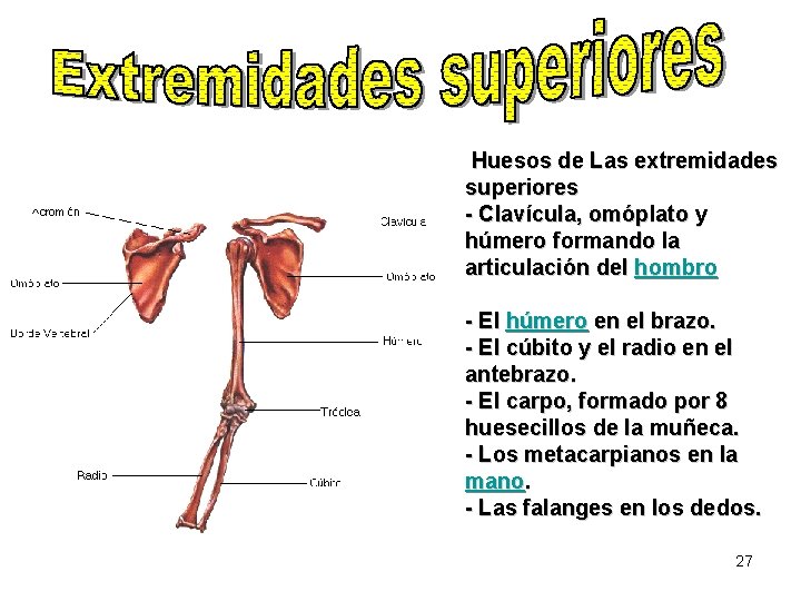 Huesos de Las extremidades superiores - Clavícula, omóplato y húmero formando la articulación del