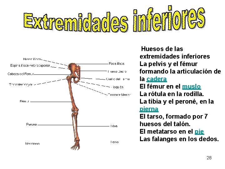 Huesos de las extremidades inferiores La pelvis y el fémur formando la articulación de