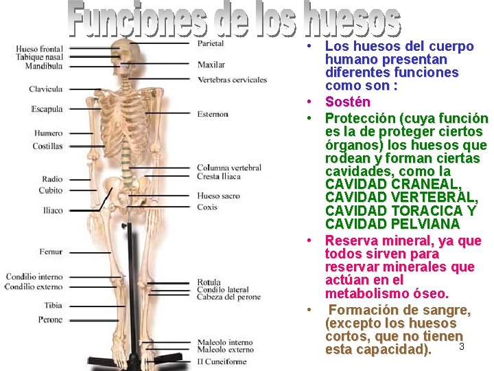  • Los huesos del cuerpo humano presentan diferentes funciones como son : •