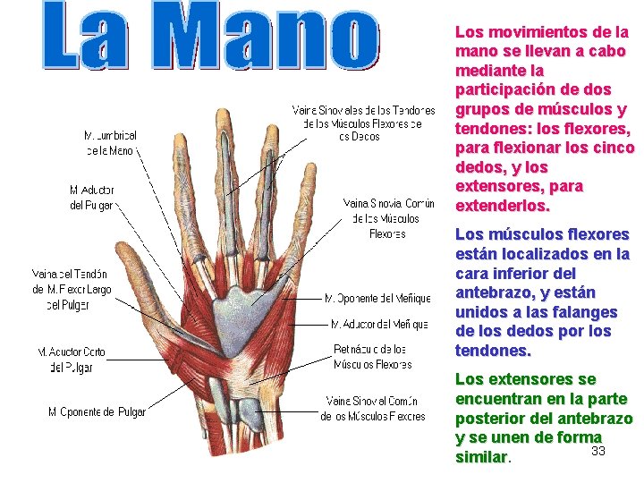 Los movimientos de la mano se llevan a cabo mediante la participación de dos