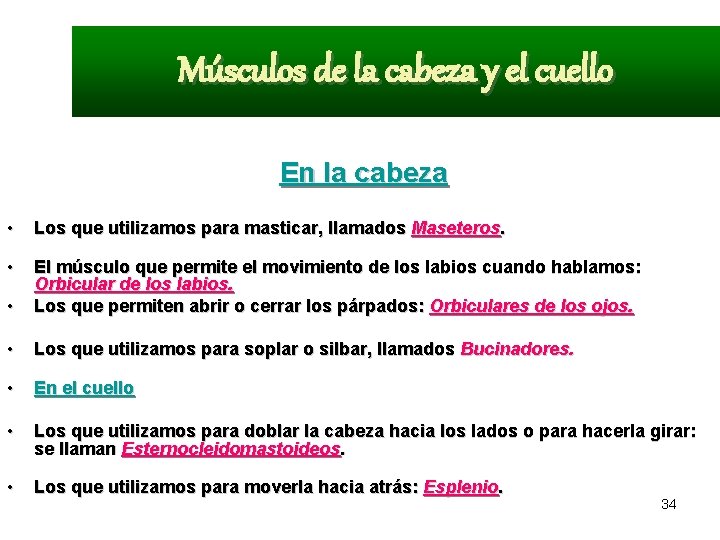 Músculos de la cabeza y el cuello En la cabeza • Los que utilizamos