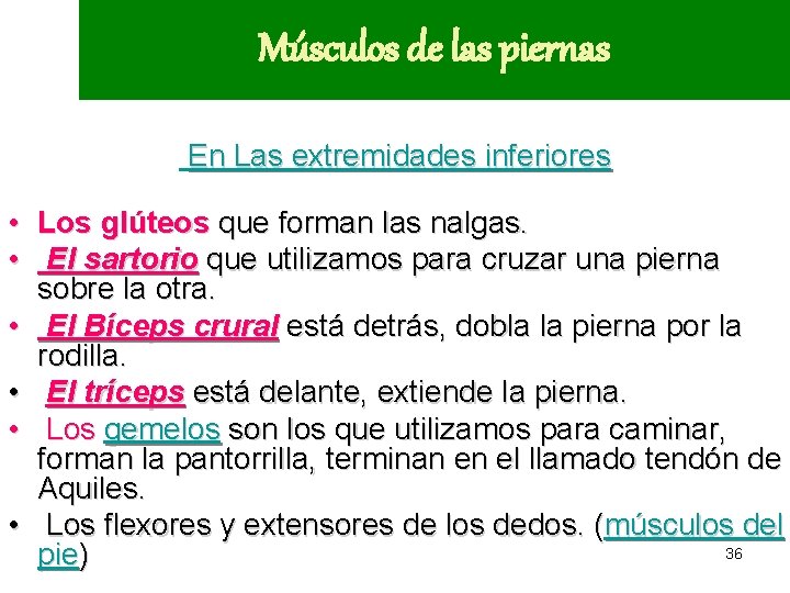 Músculos de las piernas En Las extremidades inferiores • Los glúteos que forman las