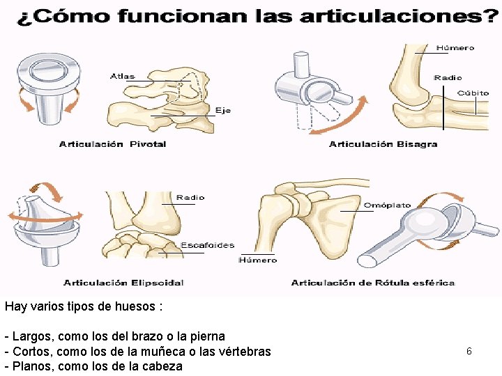 Hay varios tipos de huesos : - Largos, como los del brazo o la