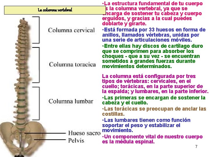 La columna vertebral • La estructura fundamental de tu cuerpo es la columna vertebral,