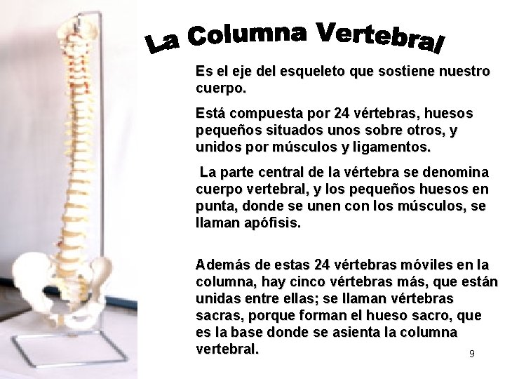 Es el eje del esqueleto que sostiene nuestro cuerpo. Está compuesta por 24 vértebras,