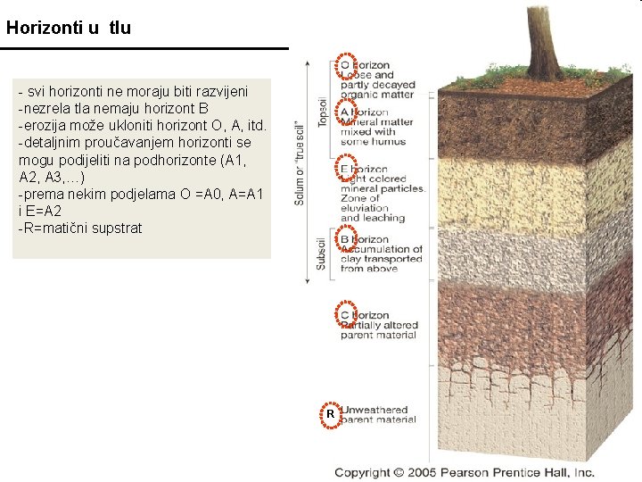 Horizonti u tlu - svi horizonti ne moraju biti razvijeni -nezrela tla nemaju horizont