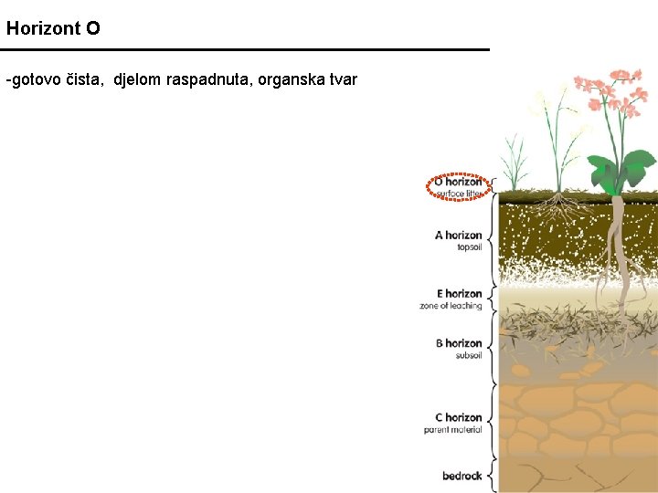 Horizont O -gotovo čista, djelom raspadnuta, organska tvar 