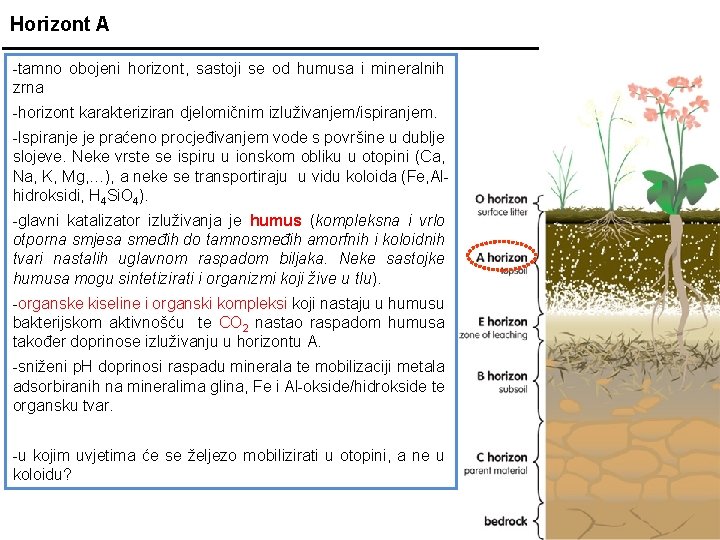 Horizont A -tamno obojeni horizont, sastoji se od humusa i mineralnih zrna -horizont karakteriziran