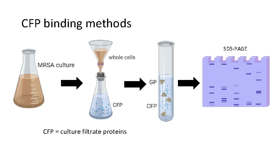 Geopolymers adsorb methicillinresistant Staphylococcus aureus cells and ...