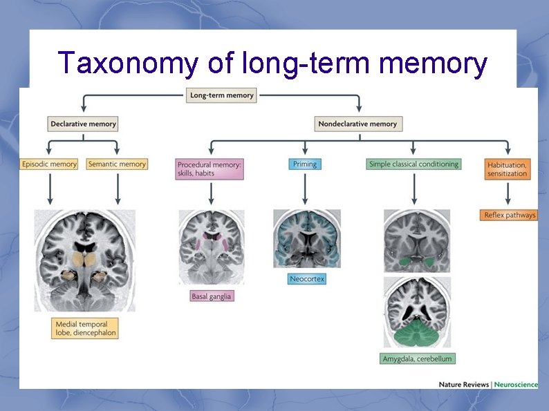 Taxonomy of long-term memory 