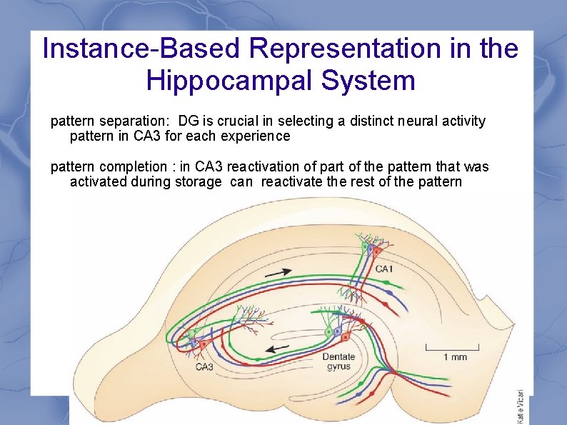 Instance-Based Representation in the Hippocampal System pattern separation: DG is crucial in selecting a