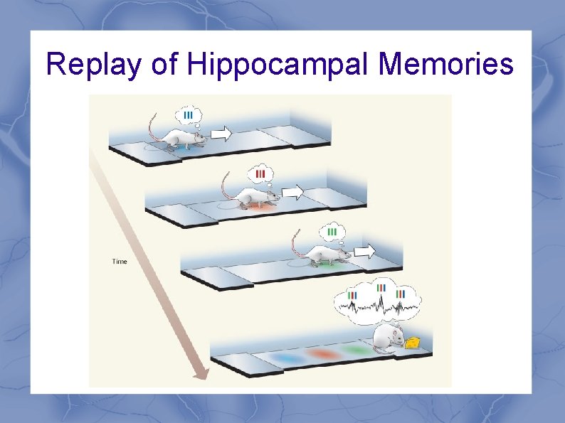 Replay of Hippocampal Memories 