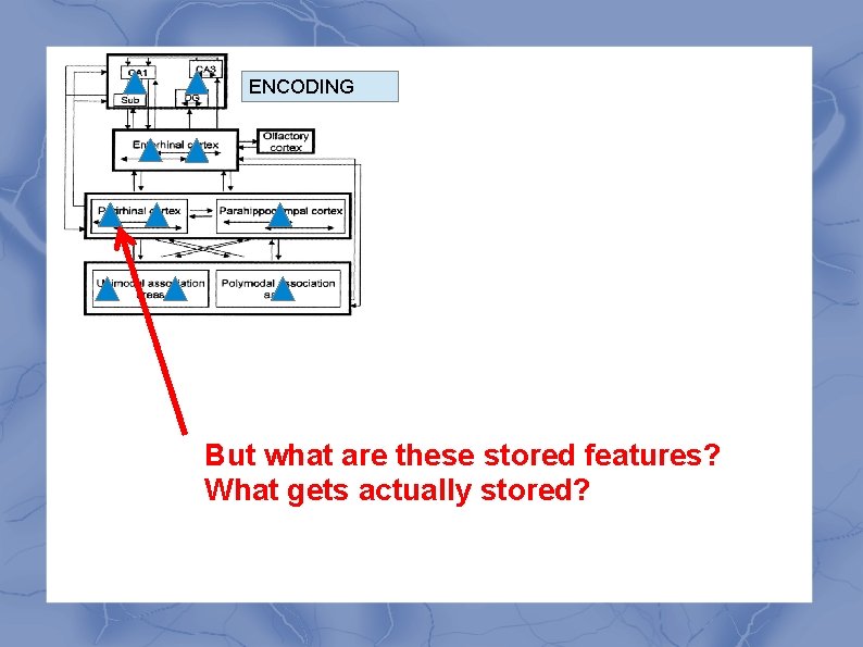 ENCODING But what are these stored features? What gets actually stored? 