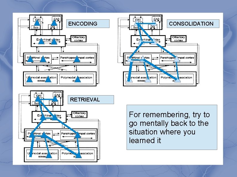 ENCODING CONSOLIDATION RETRIEVAL For remembering, try to go mentally back to the situation where