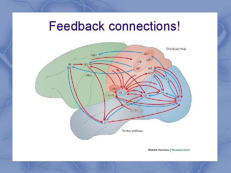 Feedback connections! 
