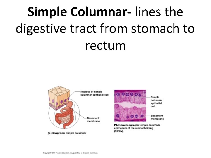 Simple Columnar- lines the digestive tract from stomach to rectum 