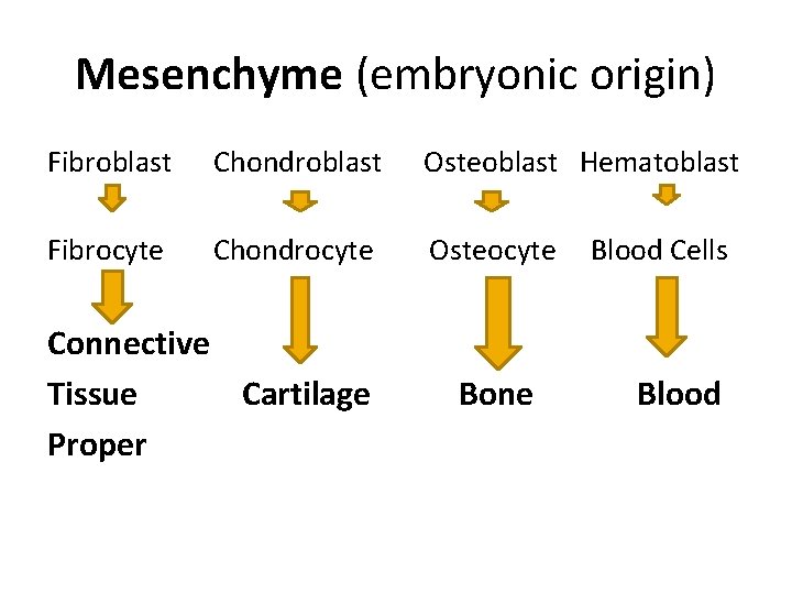 Mesenchyme (embryonic origin) Fibroblast Chondroblast Osteoblast Hematoblast Fibrocyte Chondrocyte Osteocyte Connective Tissue Cartilage Proper