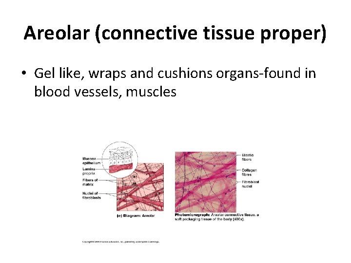 Areolar (connective tissue proper) • Gel like, wraps and cushions organs-found in blood vessels,