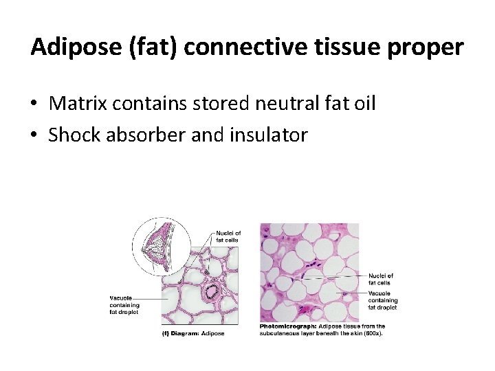 Adipose (fat) connective tissue proper • Matrix contains stored neutral fat oil • Shock