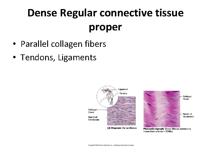 Dense Regular connective tissue proper • Parallel collagen fibers • Tendons, Ligaments 