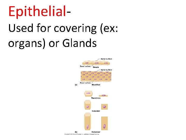 Epithelial- Used for covering (ex: organs) or Glands 