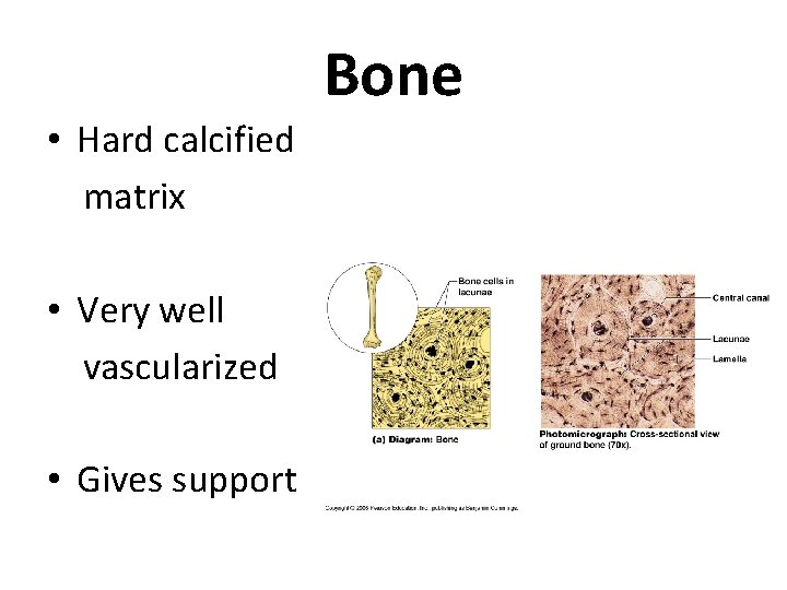 Bone • Hard calcified matrix • Very well vascularized • Gives support 