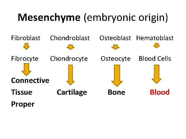 Mesenchyme (embryonic origin) Fibroblast Chondroblast Osteoblast Hematoblast Fibrocyte Chondrocyte Osteocyte Connective Tissue Cartilage Proper