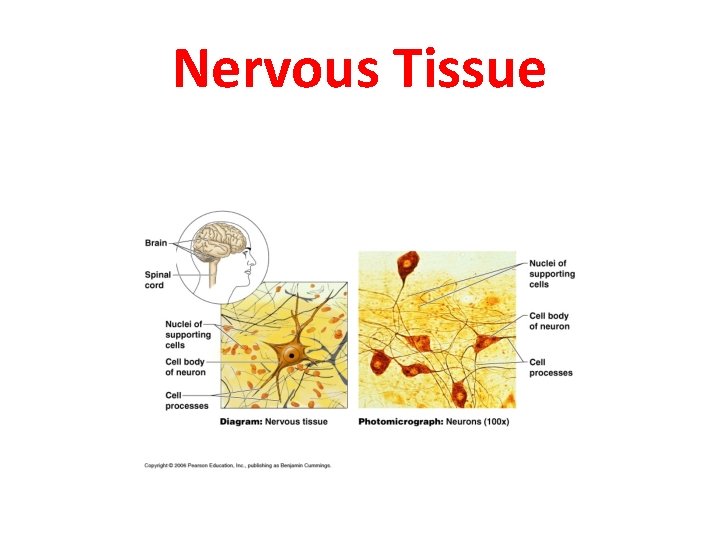 Nervous Tissue 