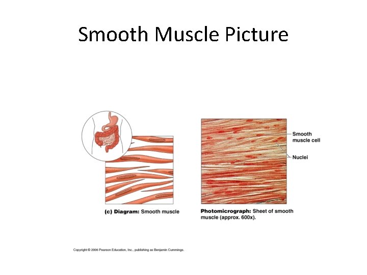 Smooth Muscle Picture 