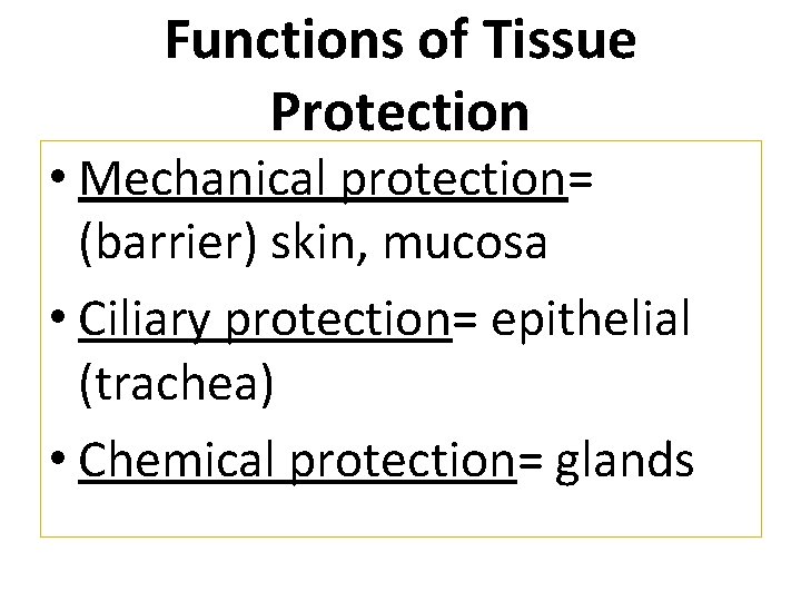 Functions of Tissue Protection • Mechanical protection= (barrier) skin, mucosa • Ciliary protection= epithelial