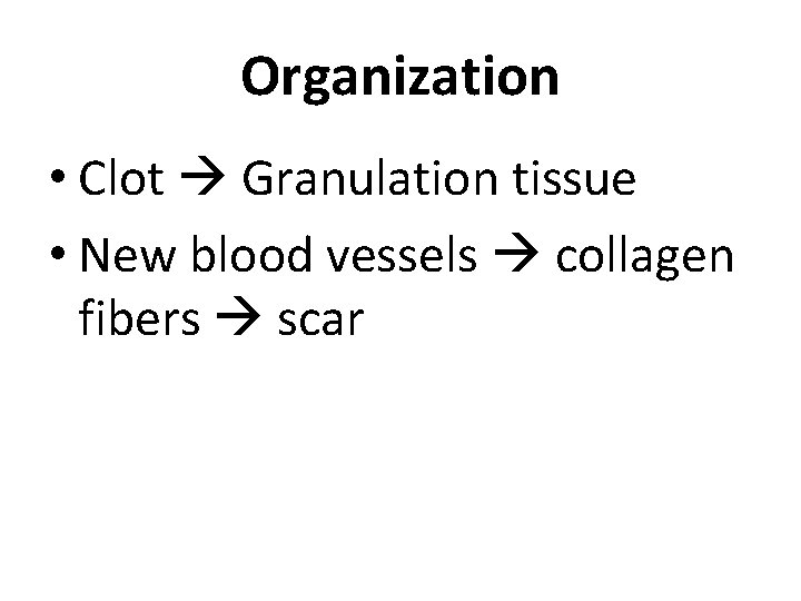 Organization • Clot Granulation tissue • New blood vessels collagen fibers scar 