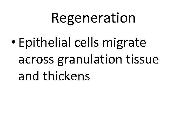 Regeneration • Epithelial cells migrate across granulation tissue and thickens 