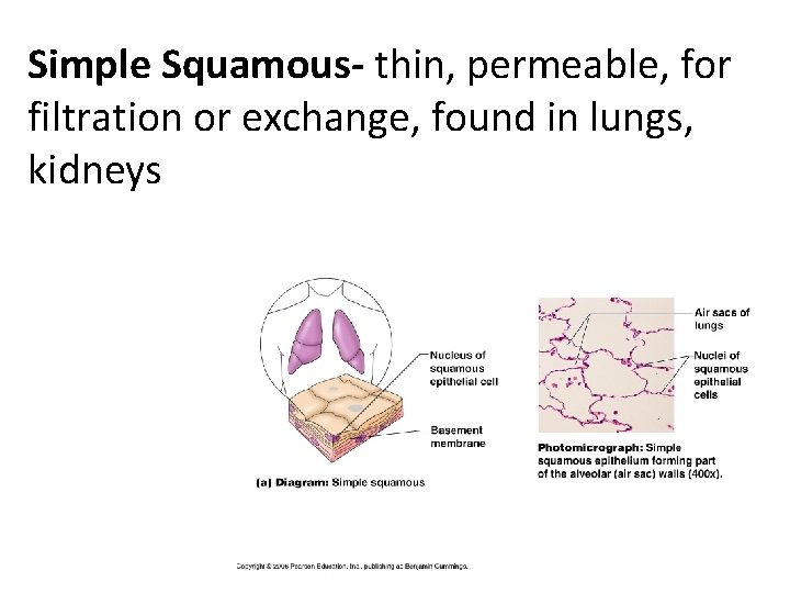 Simple Squamous- thin, permeable, for filtration or exchange, found in lungs, kidneys 