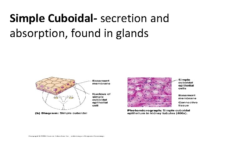 Simple Cuboidal- secretion and absorption, found in glands 