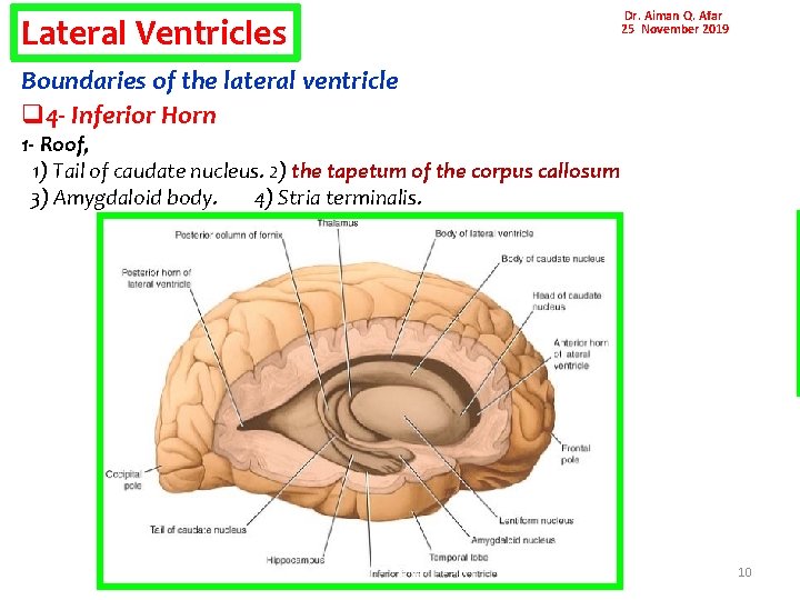 Lateral Ventricles Dr. Aiman Q. Afar 25 November 2019 Boundaries of the lateral ventricle