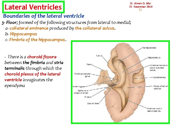 Lateral Ventricles Dr. Aiman Q. Afar 25 November 2019 11 Boundaries of the lateral