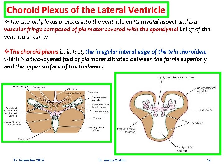 Choroid Plexus of the Lateral Ventricle v. The choroid plexus projects into the ventricle