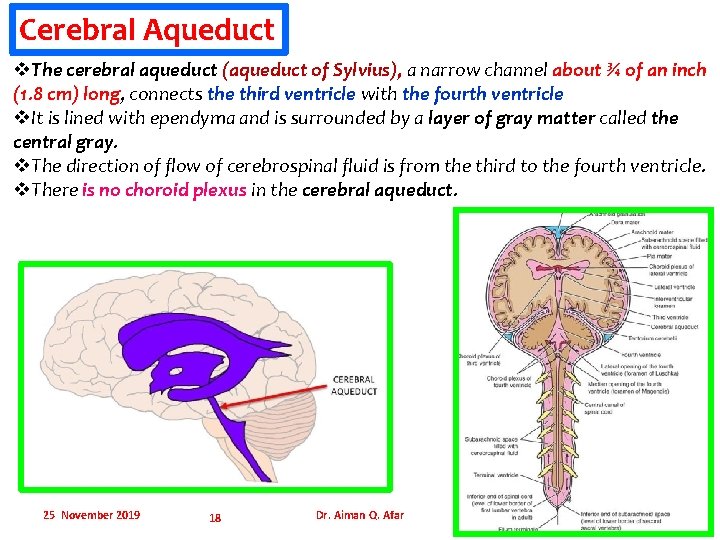 Cerebral Aqueduct v. The cerebral aqueduct (aqueduct of Sylvius), a narrow channel about ¾