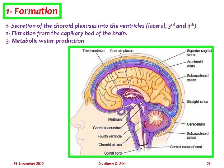 1 - Formation 1 - Secretion of the choroid plexuses into the ventricles (lateral,