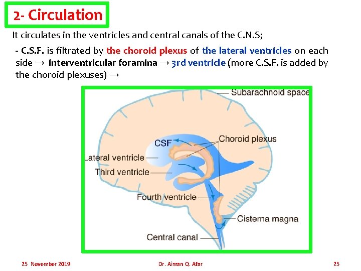 2 - Circulation It circulates in the ventricles and central canals of the C.