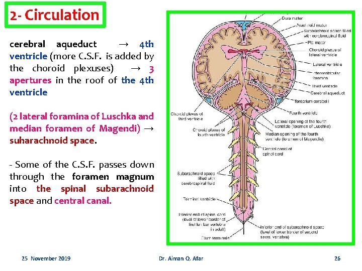 2 - Circulation cerebral aqueduct → 4 th ventricle (more C. S. F. is