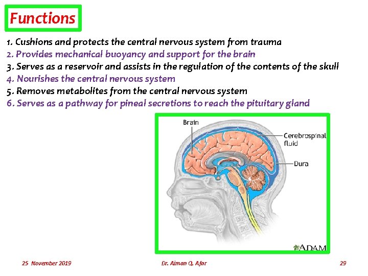 Functions 1. Cushions and protects the central nervous system from trauma 2. Provides mechanical