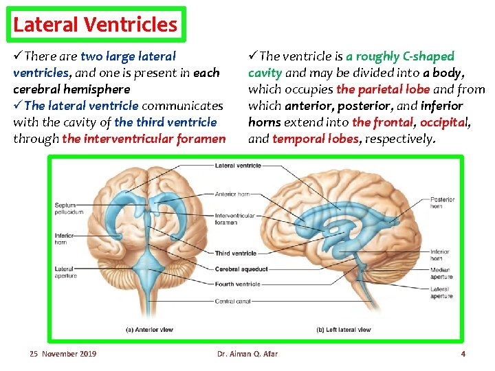 Lateral Ventricles üThere are two large lateral ventricles, and one is present in each