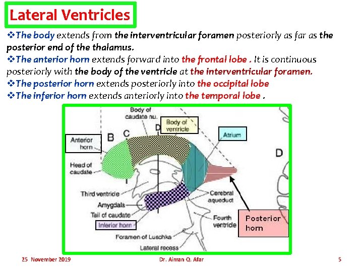 Lateral Ventricles v. The body extends from the interventricular foramen posteriorly as far as