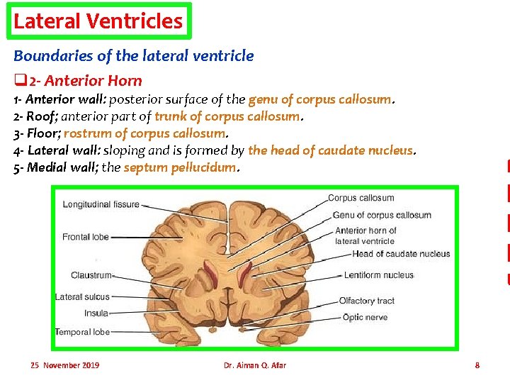 Lateral Ventricles Boundaries of the lateral ventricle q 2 - Anterior Horn 1 -