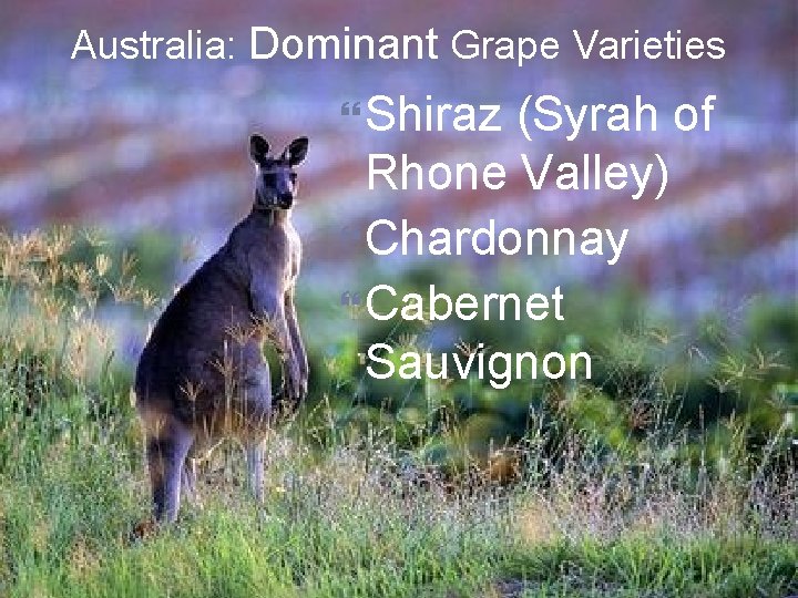 Australia: Dominant Grape Varieties Shiraz (Syrah of Rhone Valley) Chardonnay Cabernet Sauvignon 