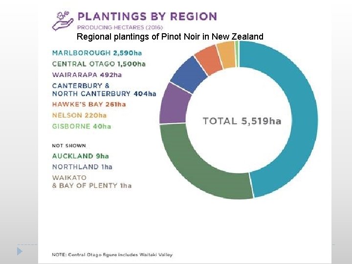 Regional plantings of Pinot Noir in New Zealand 