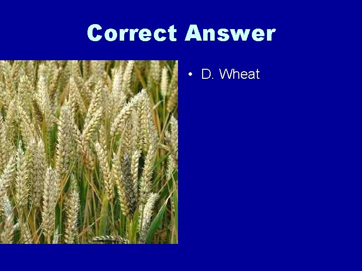 Correct Answer • D. Wheat 